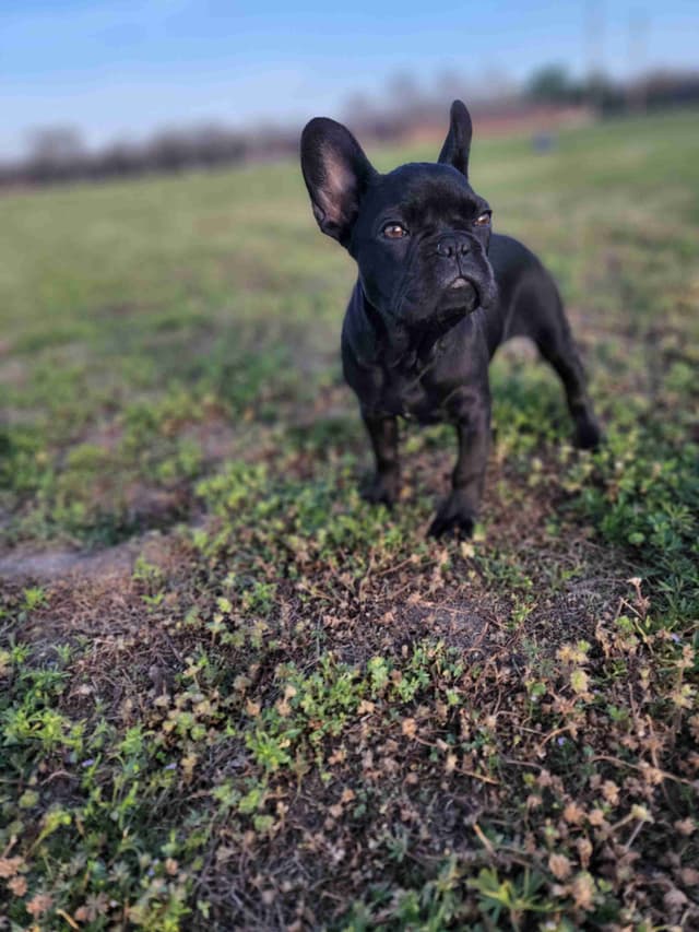 French Bulldog Puppies media 5