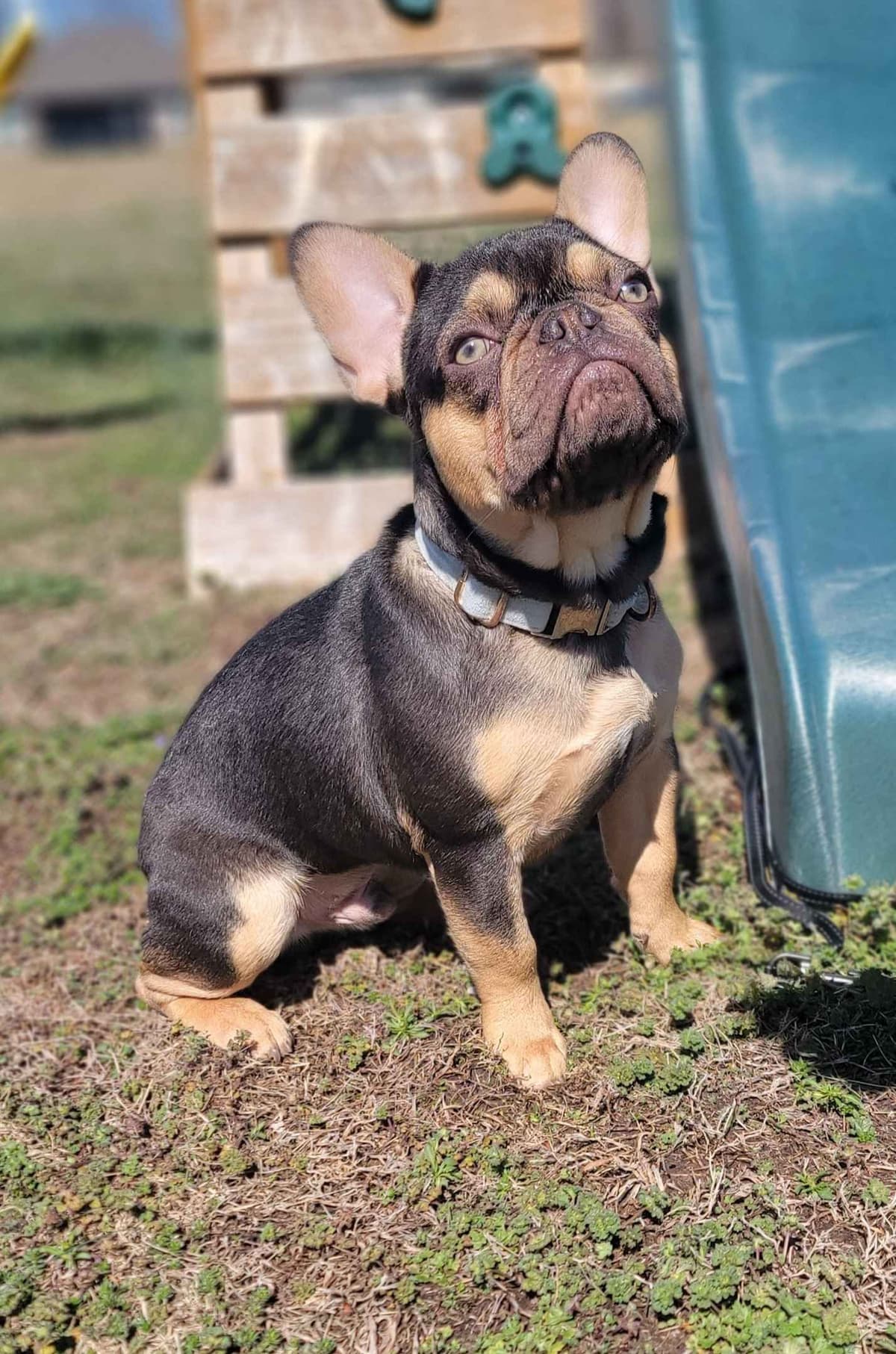 French Bulldog Puppies breeder image 1