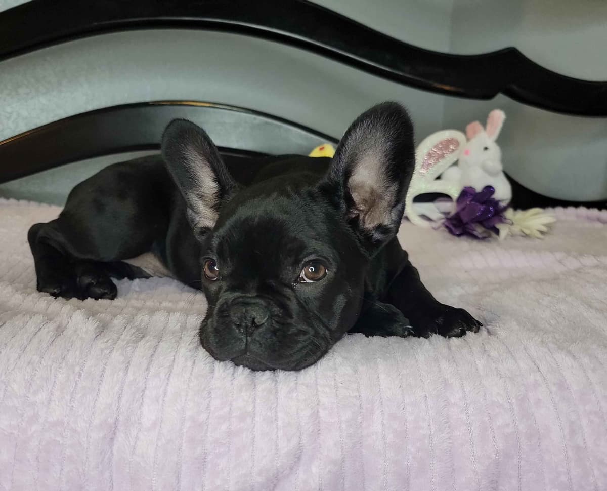 French Bulldog Puppies breeder image 2
