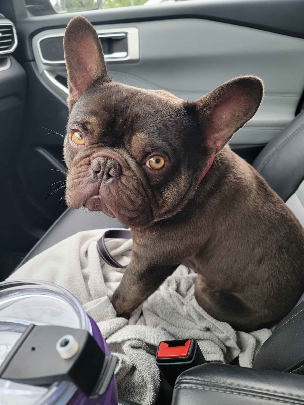 French Bulldog Puppies breeder image 3