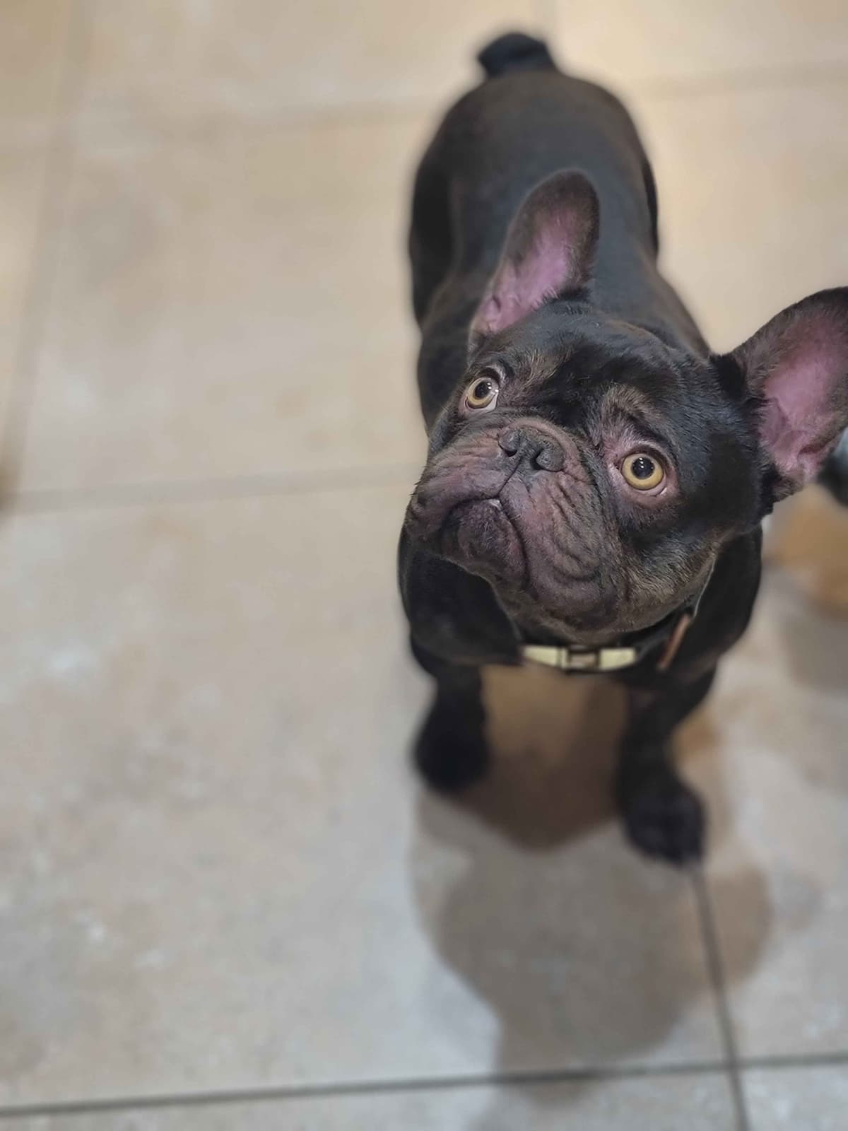 French Bulldog Puppies breeder image 5