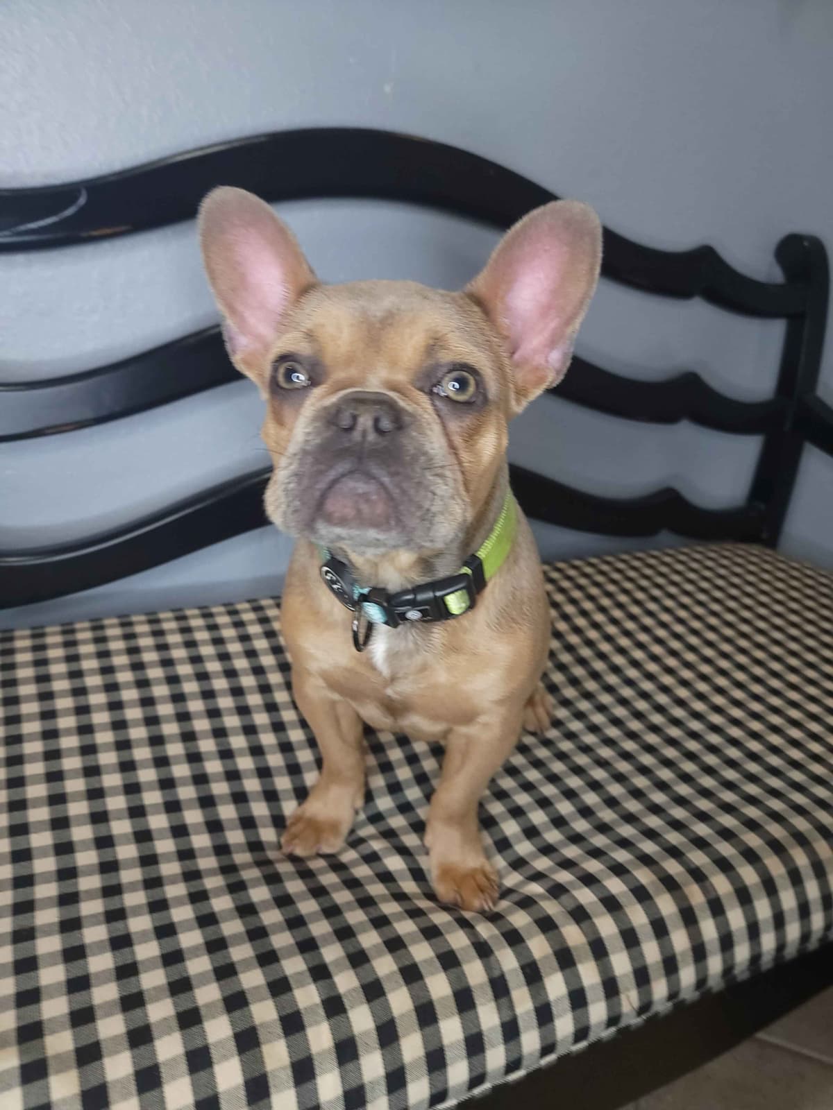 French Bulldog Puppies breeder image 7