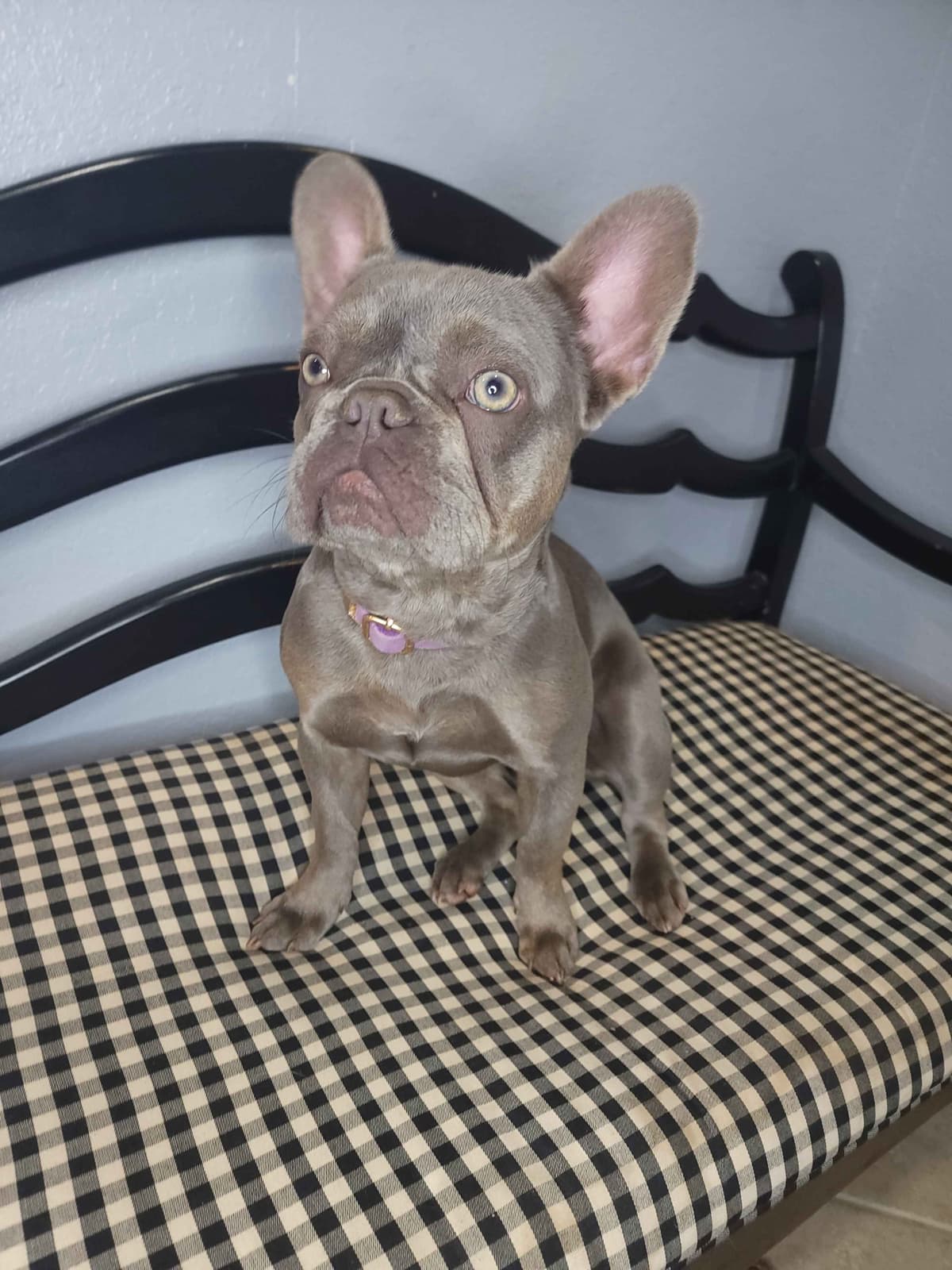 French Bulldog Puppies breeder image 4