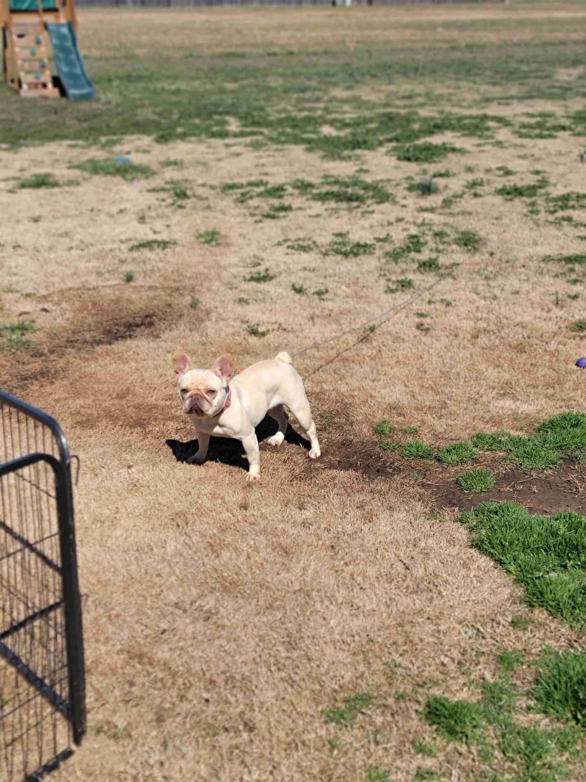 French Bulldog Puppies breeder image 8