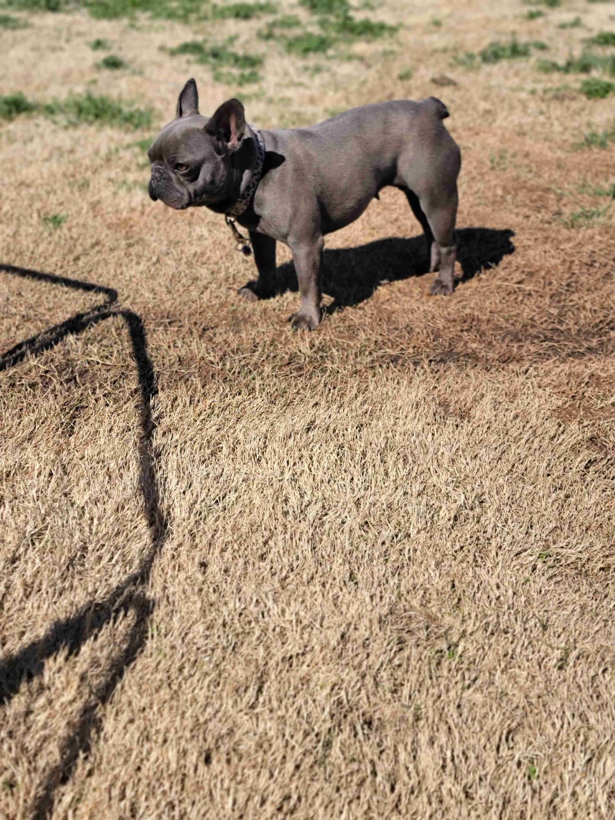 French Bulldog Puppies breeder image 9