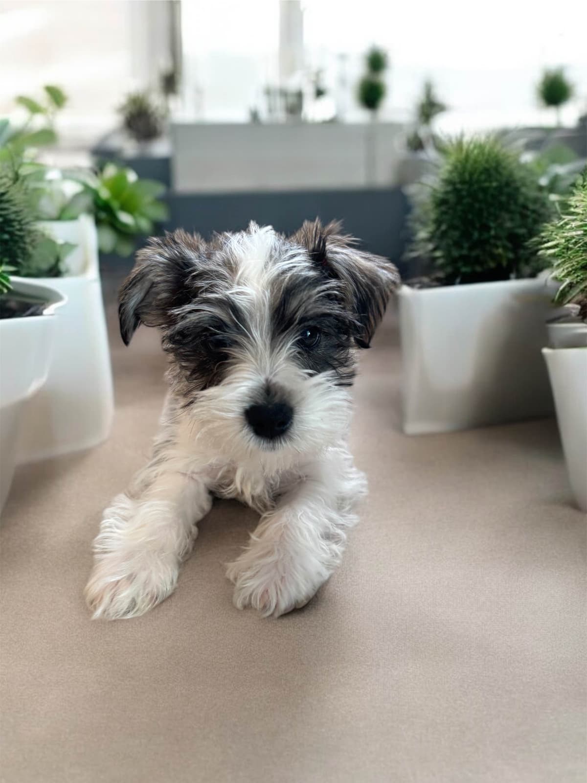 Miniature Schnauzer Puppies breeder image 4