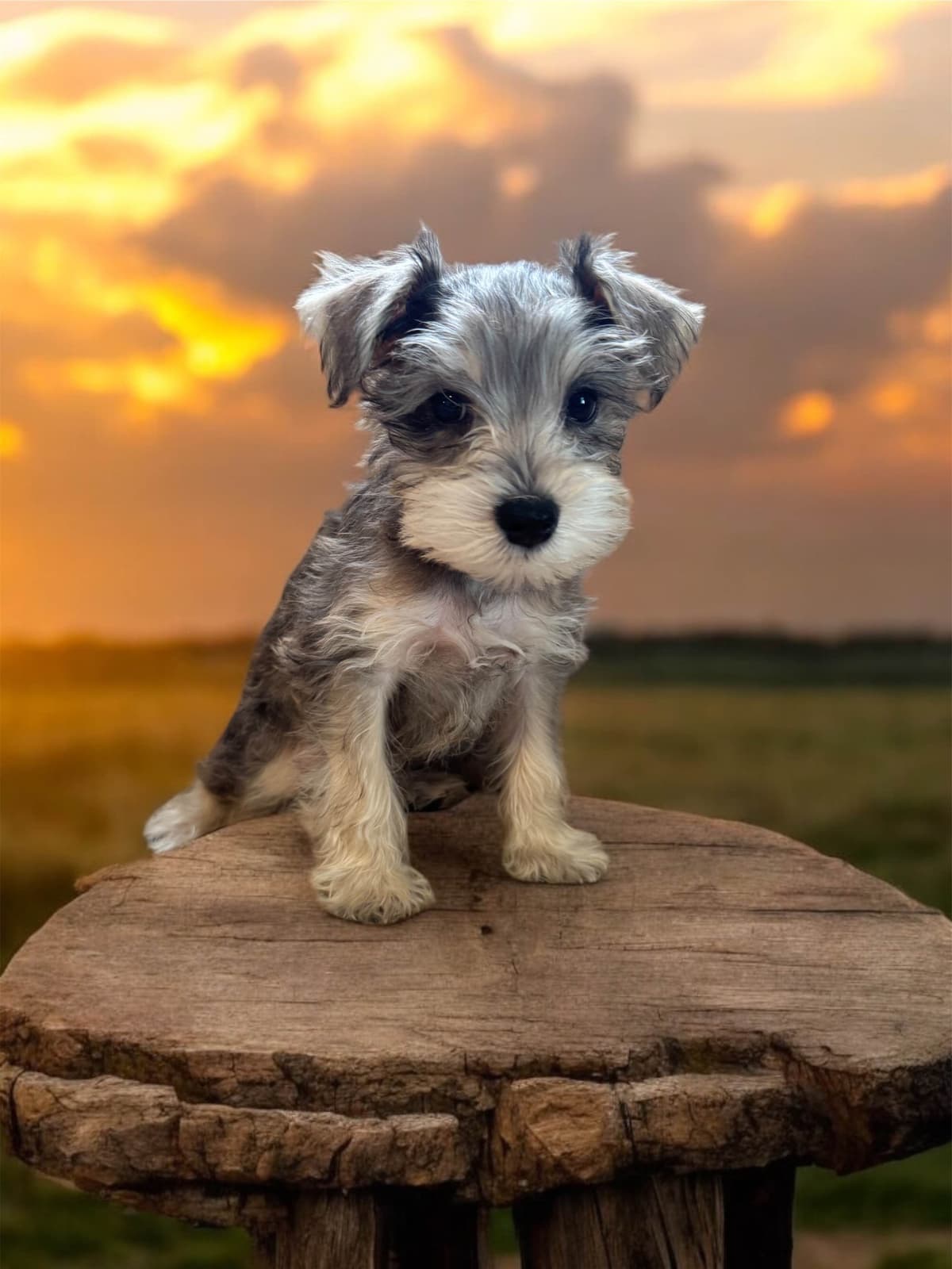 Miniature Schnauzer Puppies breeder image 3