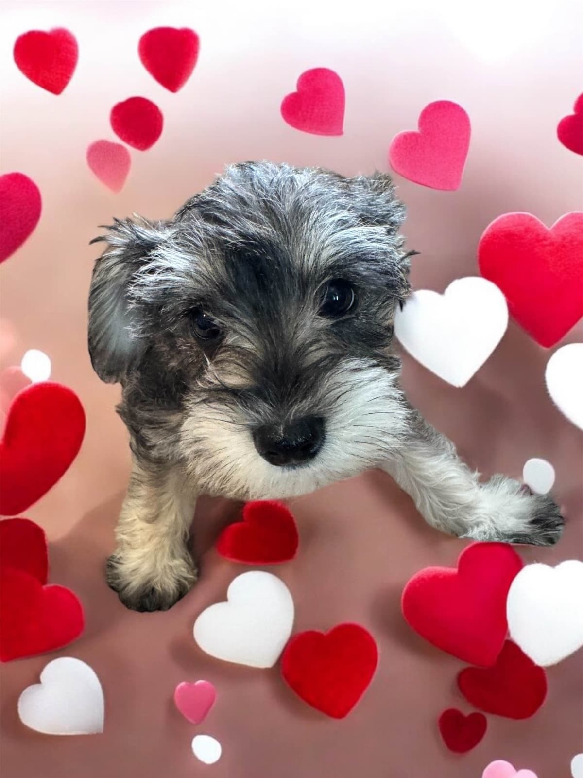 Miniature Schnauzer Puppies breeder image 1