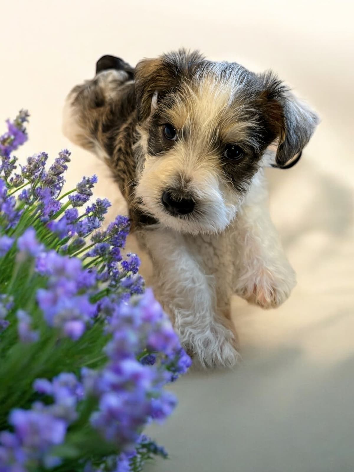 Miniature Schnauzer Puppies breeder image 6