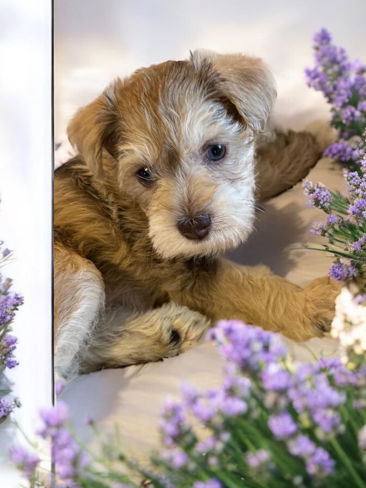 Miniature Schnauzer Puppies breeder image 7