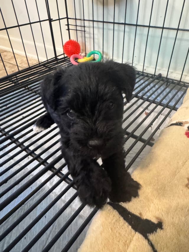 Miniature Schnauzer Puppies media 2