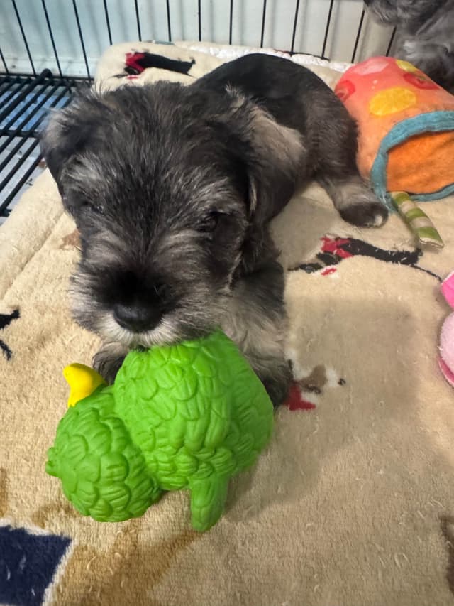 Miniature Schnauzer Puppies media 3