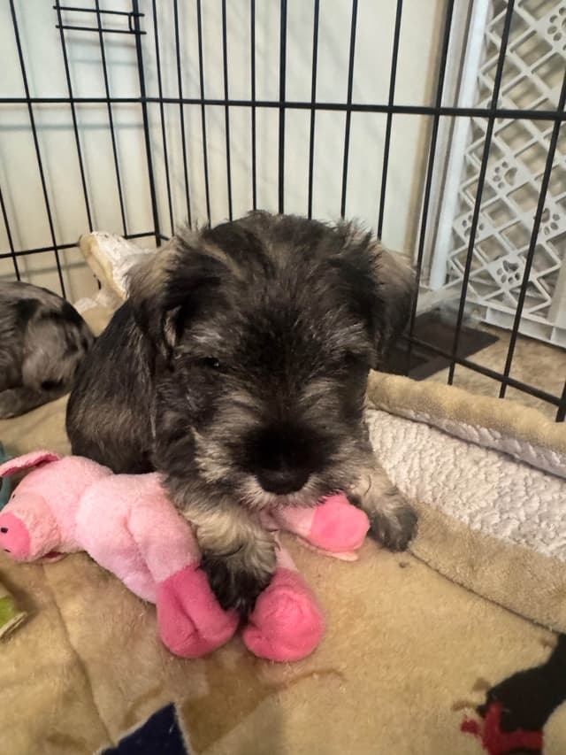 Miniature Schnauzer Puppies media 4