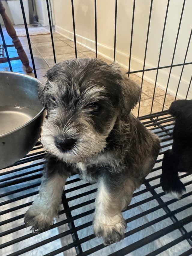 Miniature Schnauzer Puppies media 6