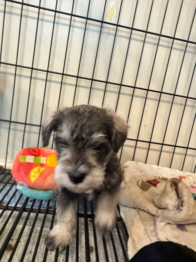 Miniature Schnauzer Puppies media 7