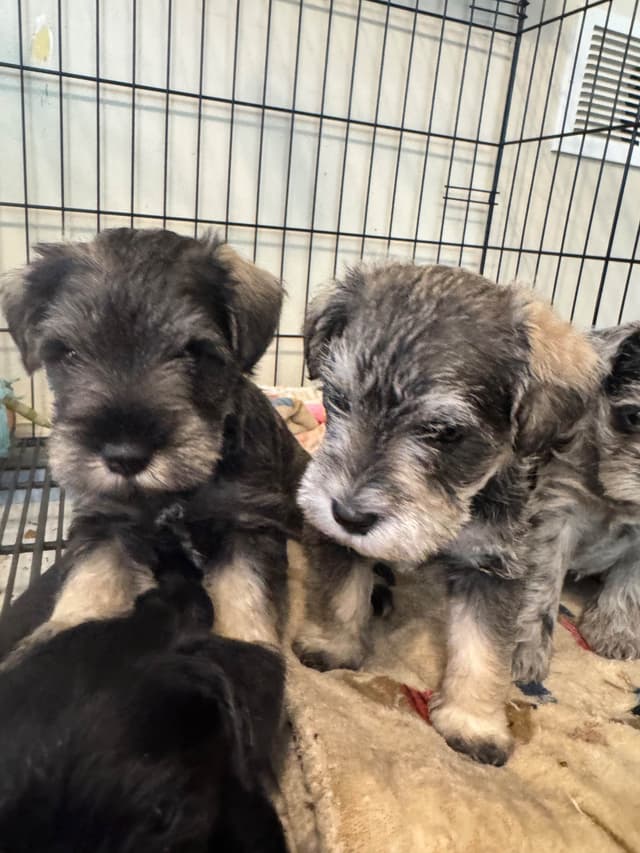 Miniature Schnauzer Puppies media 8