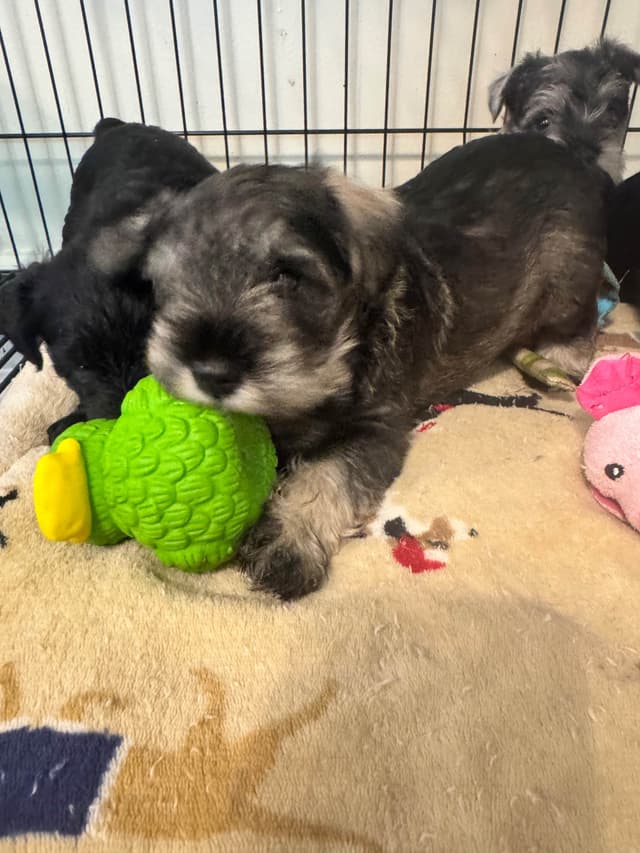 Miniature Schnauzer Puppies media 9