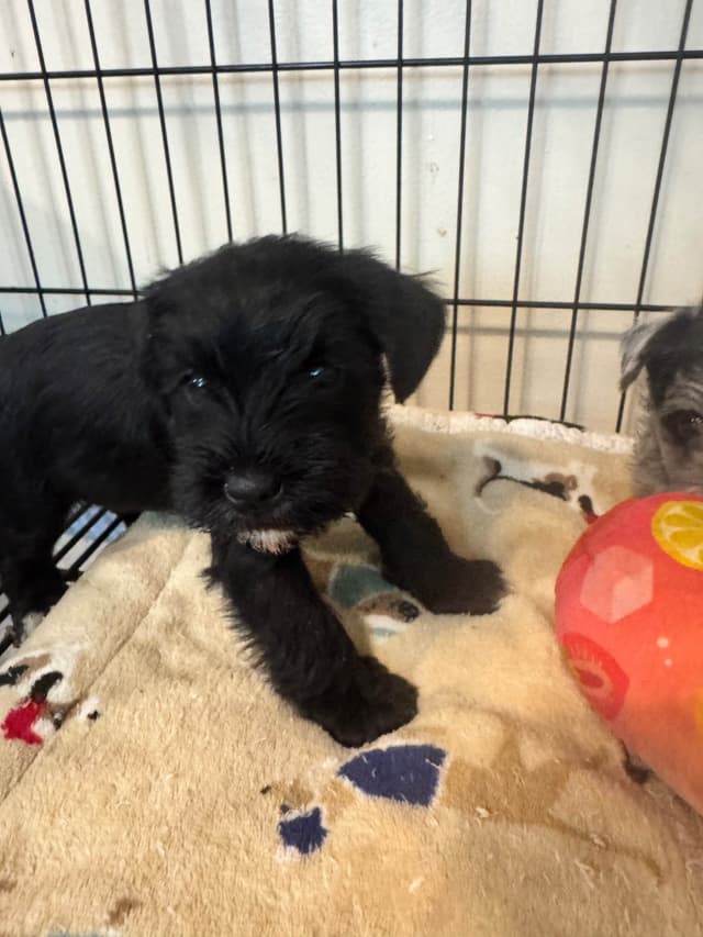 Miniature Schnauzer Puppies media 10