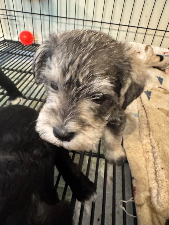 Miniature Schnauzer Puppies media 11