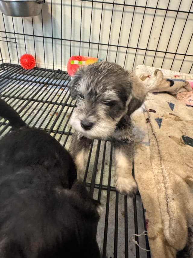 Miniature Schnauzer Puppies media 12