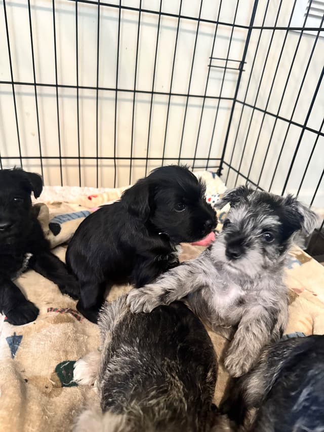 Miniature Schnauzer Puppies media 13