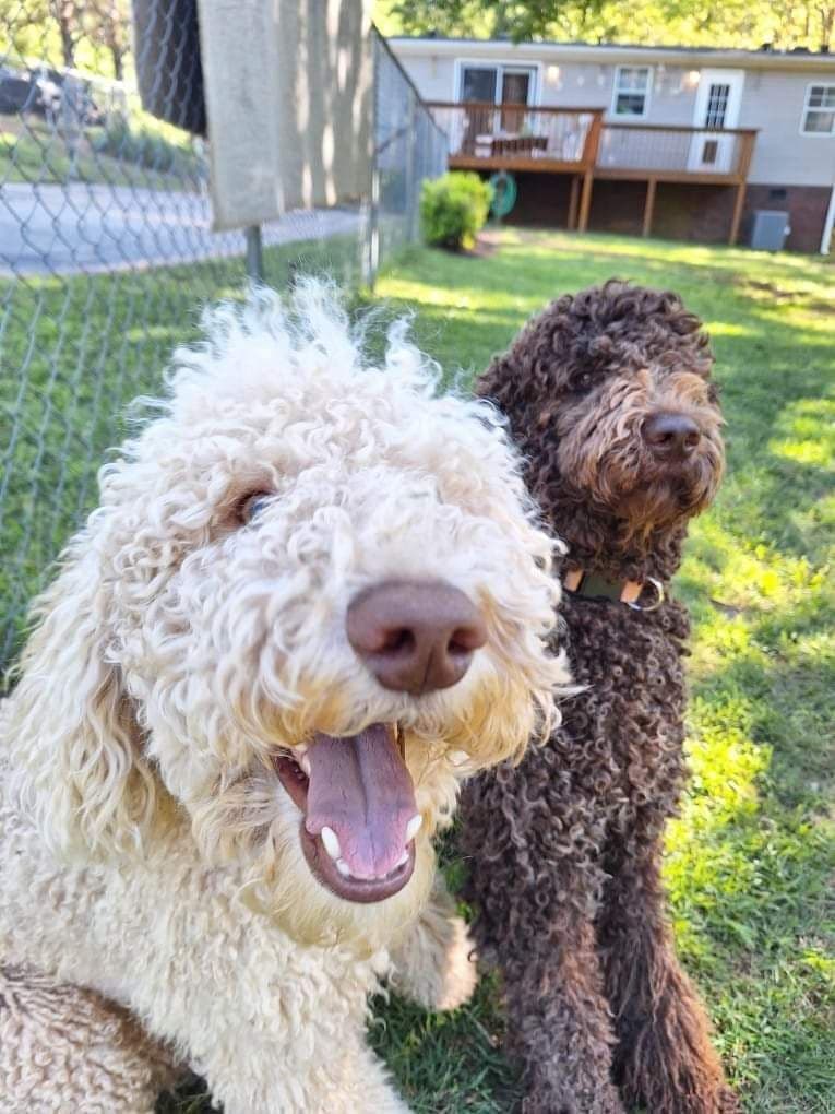 Standard Poodle Puppies breeder image 1
