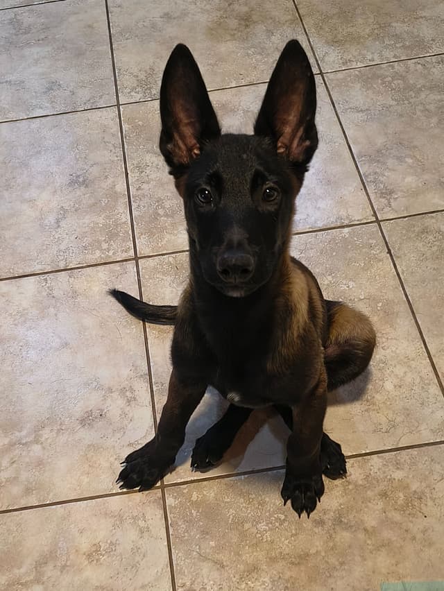 Belgian Malinois Puppies media 2