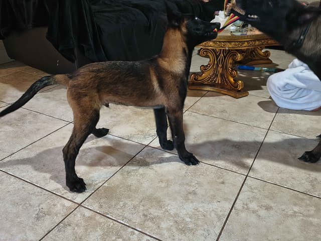 Belgian Malinois Puppies media 3