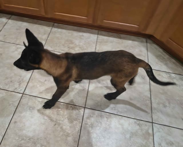 Belgian Malinois Puppies media 4