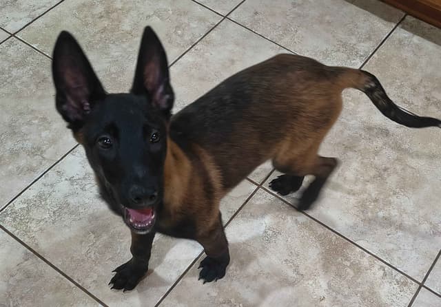 Belgian Malinois Puppies media 6