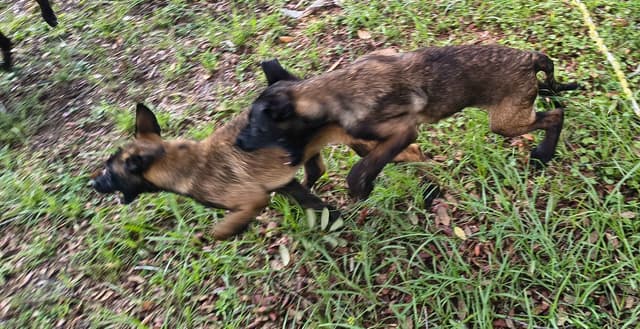 Belgian Malinois Puppies media 8