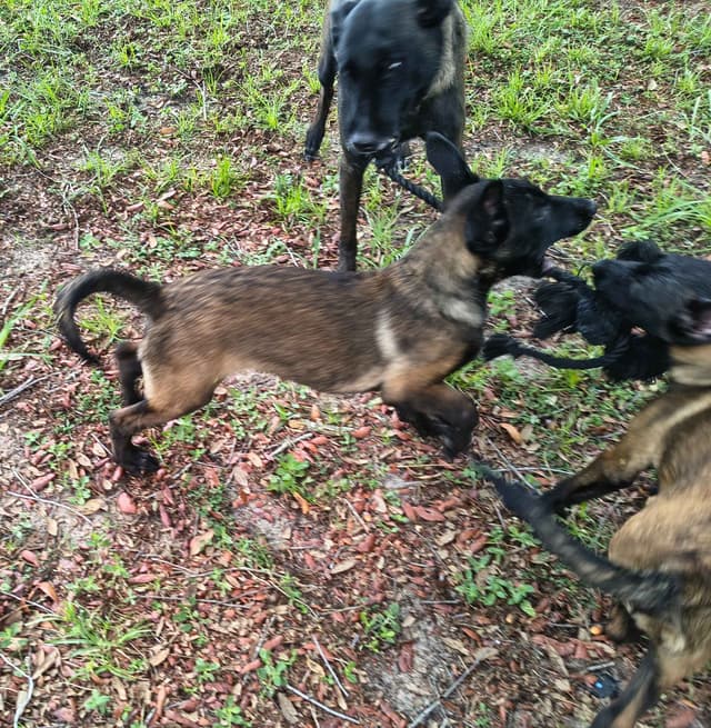 Belgian Malinois Puppies media 9