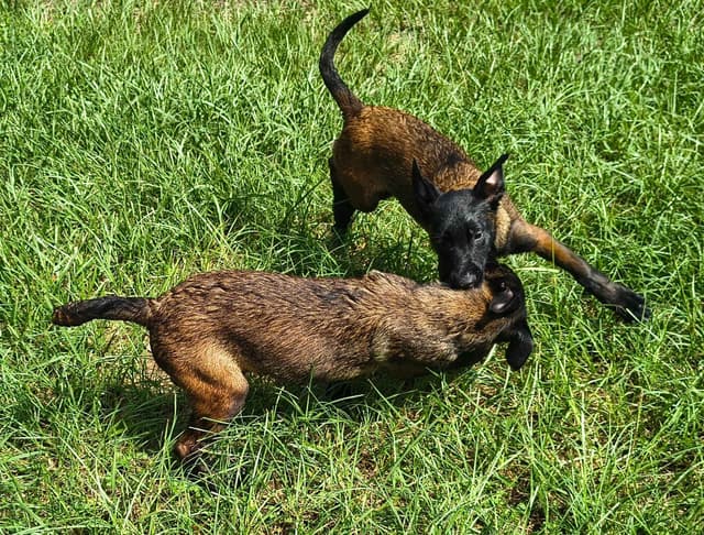 Belgian Malinois Puppies media 10