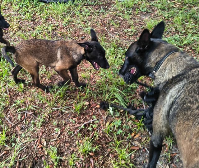 Belgian Malinois Puppies media 12