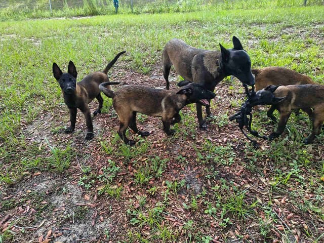 Belgian Malinois Puppies media 11
