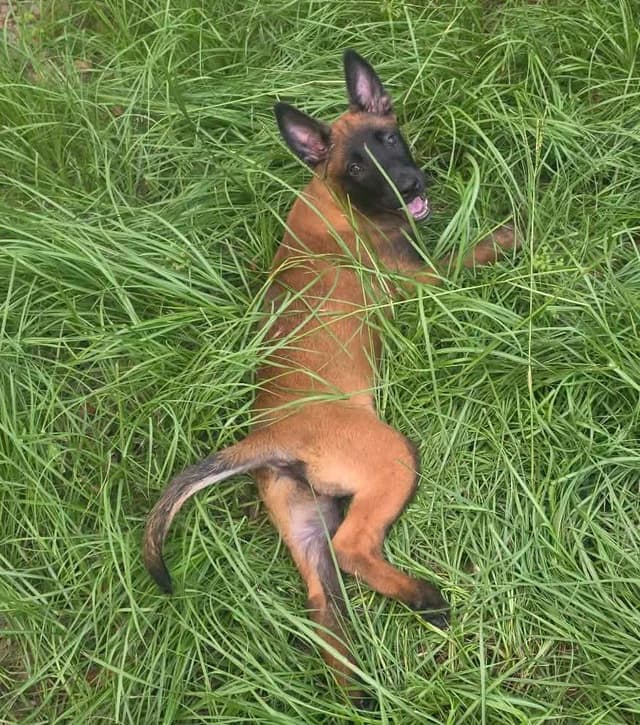 Belgian Malinois Puppies media 13