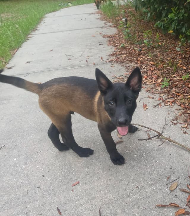 Belgian Malinois Puppies media 16