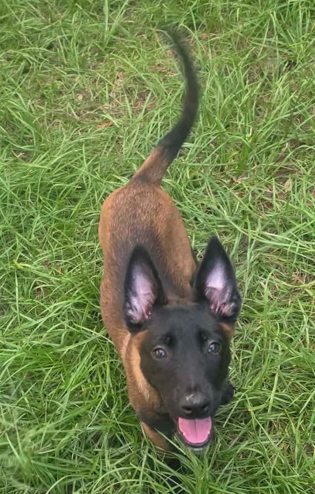 Belgian Malinois Puppies media 15