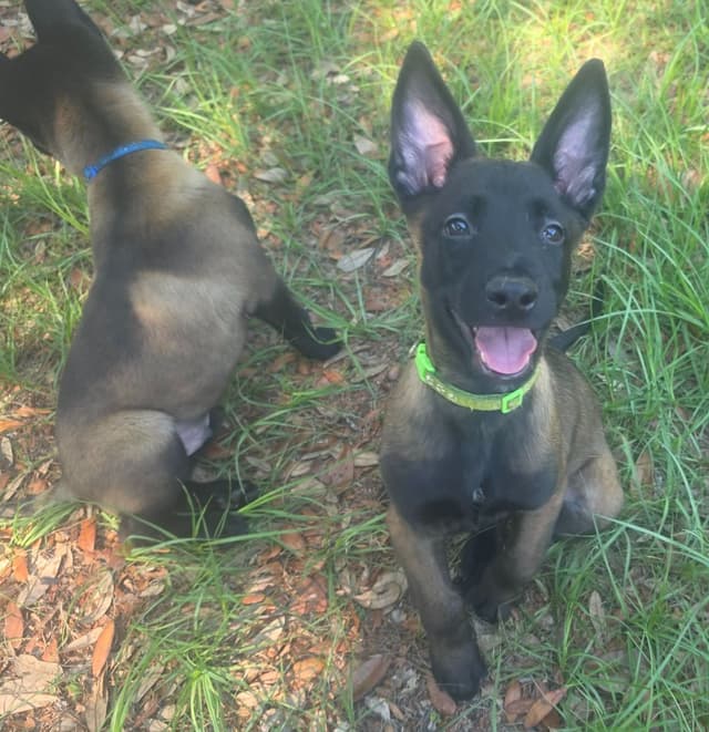 Belgian Malinois Puppies media 17