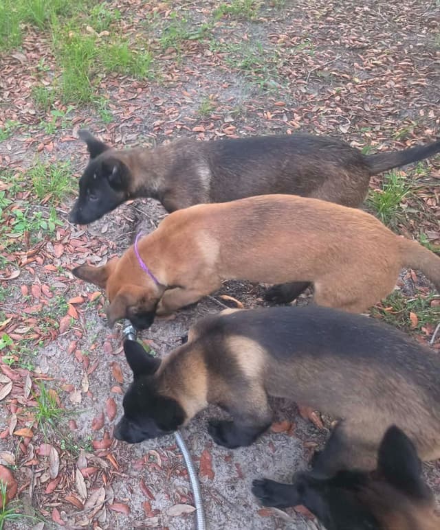 Belgian Malinois Puppies media 18