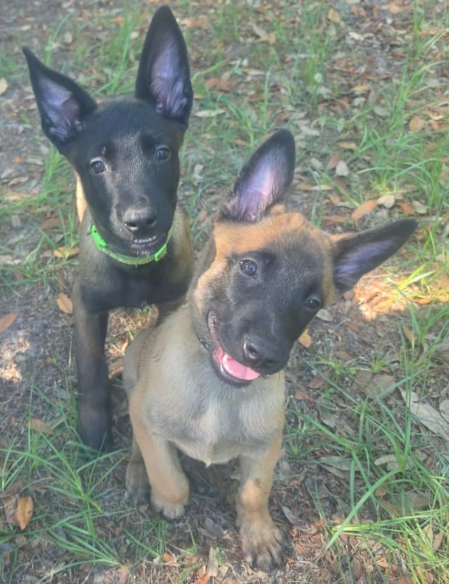 Belgian Malinois Puppies media 21