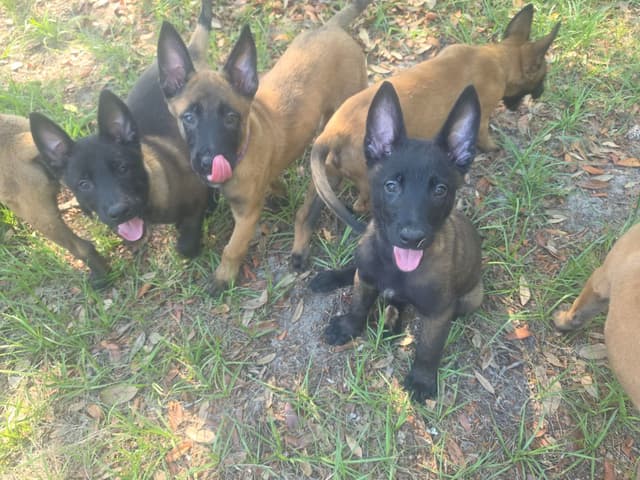 Belgian Malinois Puppies media 19