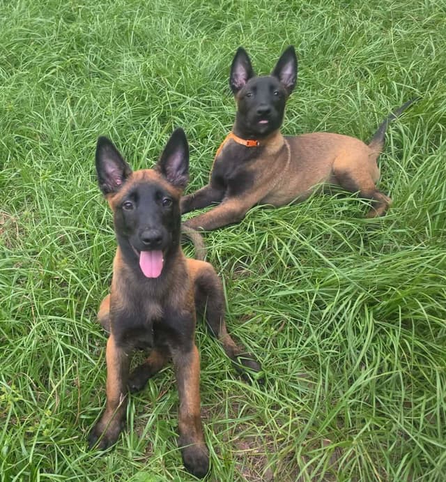 Belgian Malinois Puppies media 20