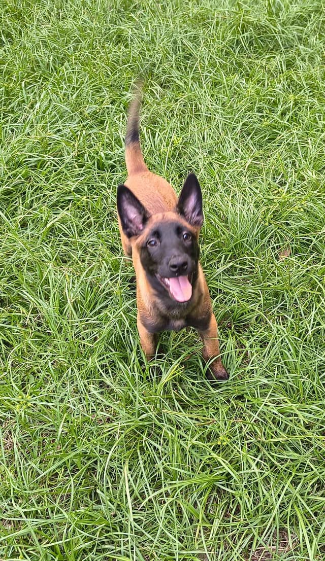 Belgian Malinois Puppies media 23