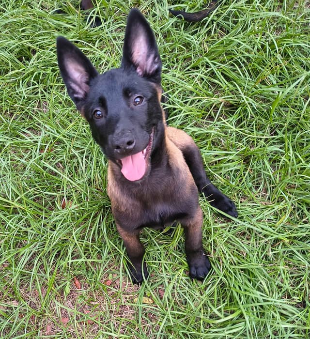 Belgian Malinois Puppies media 24