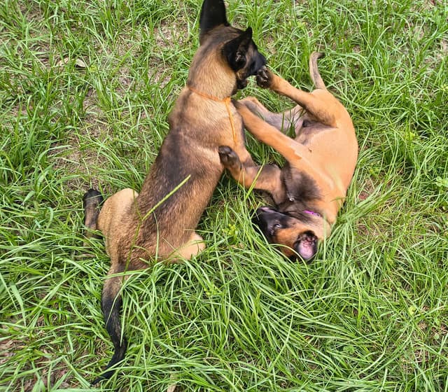 Belgian Malinois Puppies media 25