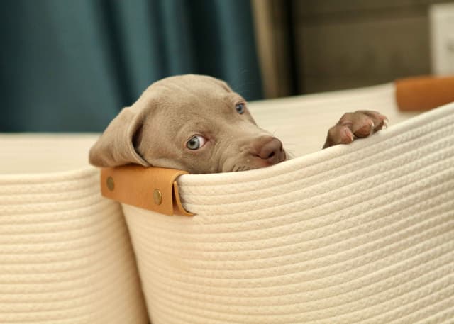 Weimaraner Puppies UK/USA media 2
