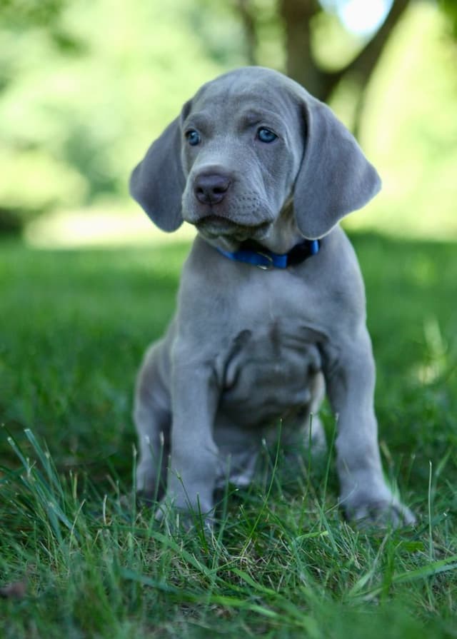 Weimaraner Puppies UK/USA media 3