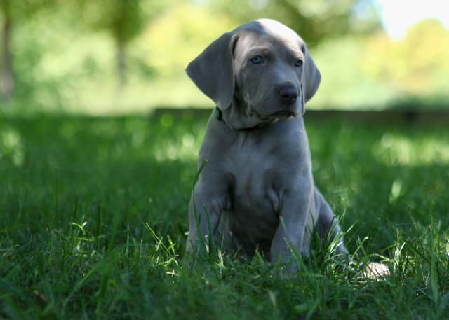 Weimaraner Puppies UK/USA media 5
