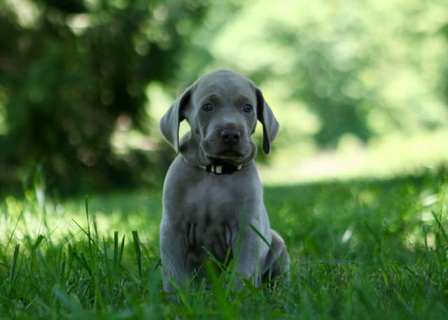 Weimaraner Puppies UK/USA media 6